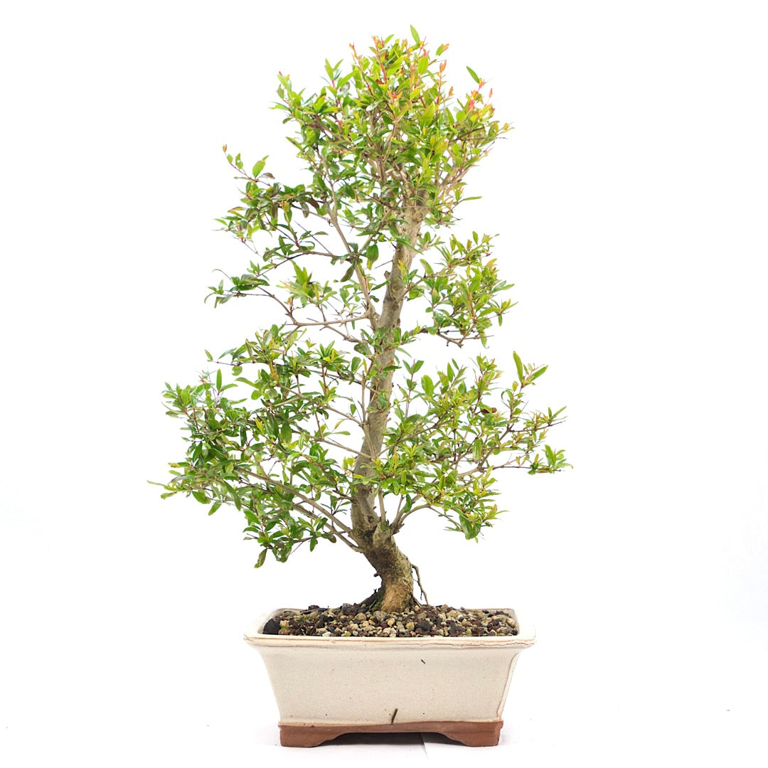 Granatapfel 'Punica granatum'